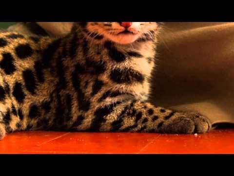 The Oncilla video for WEBPAGE