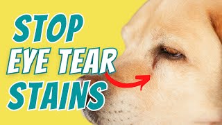 Remove Tear Stains from Dogs