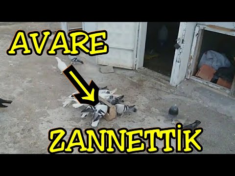 AVARE SANDIK NE ÇIKTI? | KUŞLAR YİNE SİNEKTE