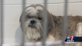 Halifax humane shelter