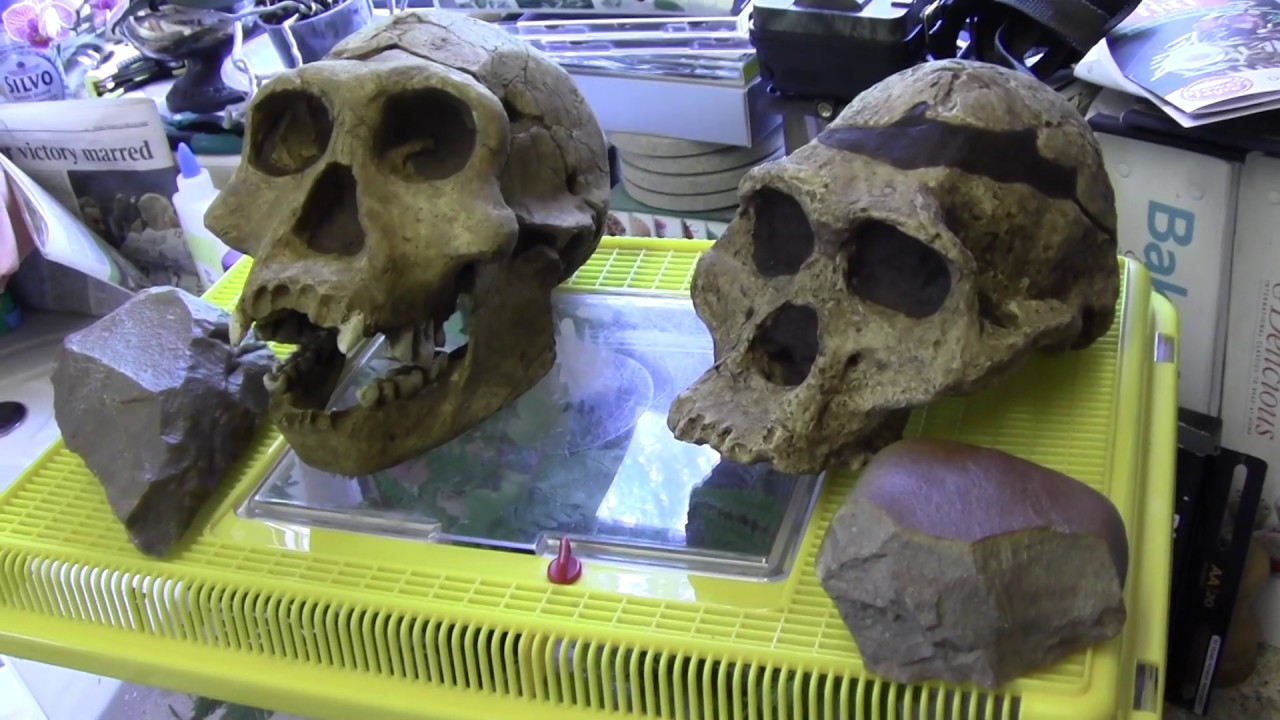 Meet the ancestors... Homo erectus and Australopithecus skulls