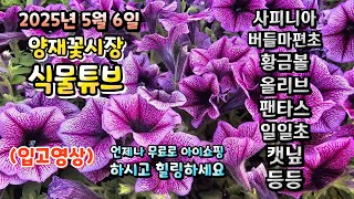 연휴끝나는 날 양재꽃시장 식물튜브에 어떤 식물들이 입고되었는지 무료로 시청 하시면서 힐링타임 되시길 바랍니다…