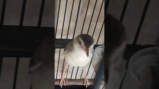 Download lagu Suara ciblek sawah betina #shorts #ciblekpari #ciblekkristal #cibleksawahngebren #klikklikgacor mp3 Download lagu Suara ciblek sawah betina #shorts #ciblekpari #ciblekkristal #cibleksawahngebren #klikklikgacor mp3