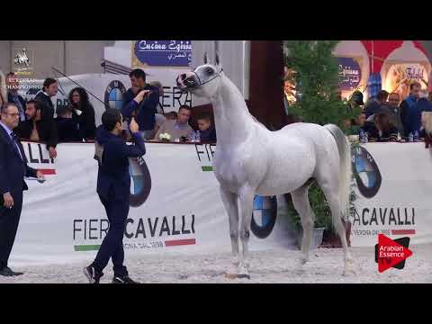 N.212 EK DEHOR - Verona 2017 - 10 Years Old and Older Stallions (Class 12)