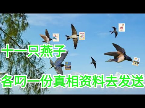 燕子會攻擊人嗎