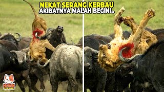 Download lagu Berniat Memangsa Malah Begini Nasibnya, 10 Momen Hewan Buas Salah Pilih Mangsa mp3 Download lagu Berniat Memangsa Malah Begini Nasibnya, 10 Momen Hewan Buas Salah Pilih Mangsa mp3