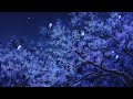 Lucki Sessions Slowed Reverb 432hz