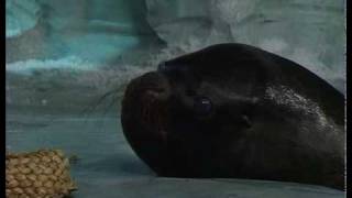 Nissebanden i Grønland - Sangen om Luffe (Afsnit 11/24)