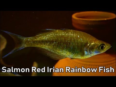 Dúhovka červená (Glossolepis incisus) — video o chove a starostlivosti