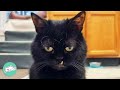 Nobody Believes This Dwarf Cat Is Real Until He Meows Cuddle Buddies