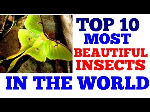 top 10 most beautiful insect in the world | most beautiful insect in the world
