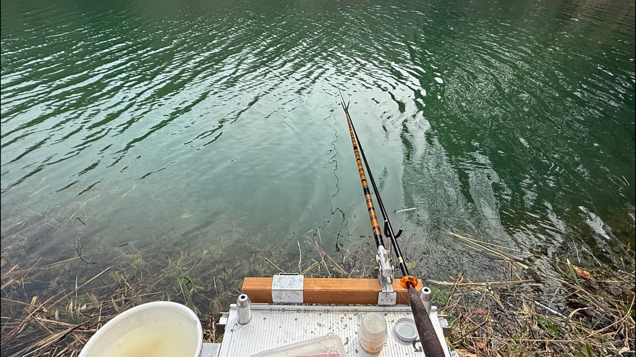 【タイムスタンプあり】実釣ライブ ヘラブナ！