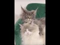 Cat Kissing So Cute ️