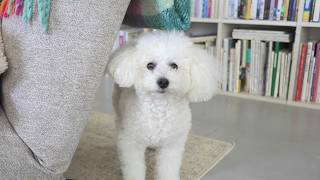 撮ってるの犬にバレたら即終了するVLOG集 | トイプードル