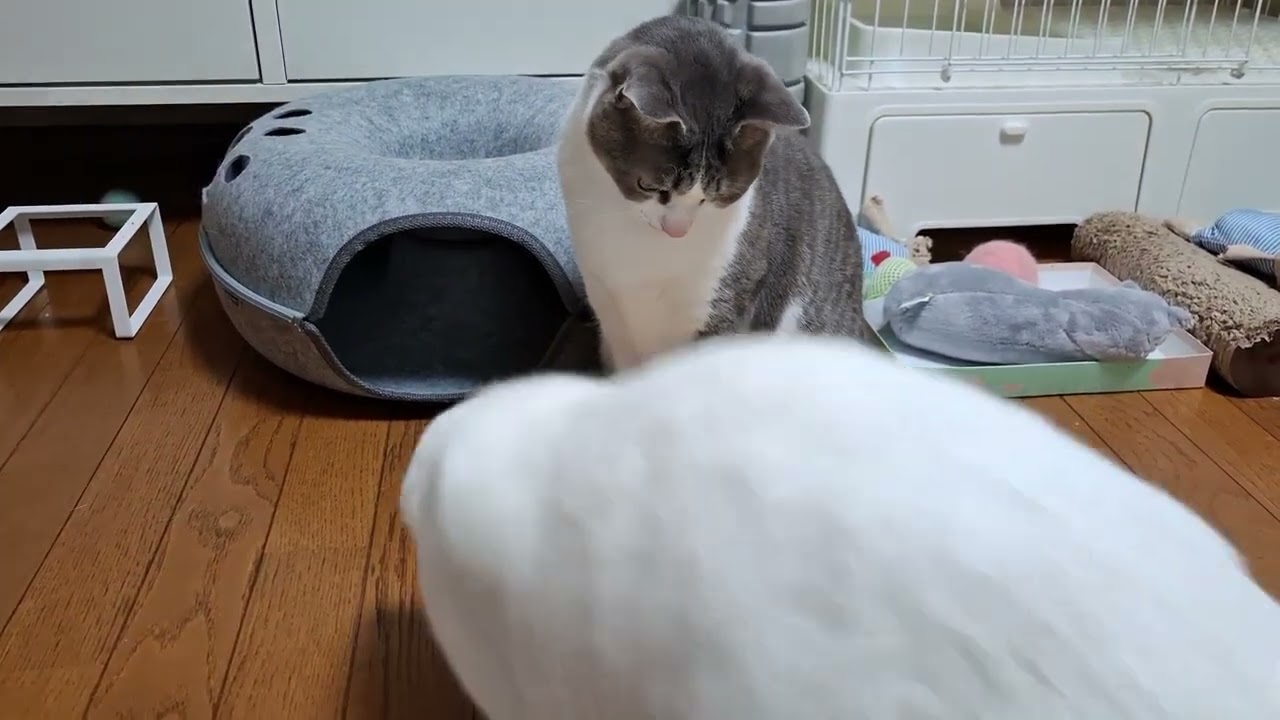 ねこじゃらしであそぶアッシュくんとさとるくん