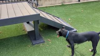 Video preview image #1 Labrador Retriever-Retriever  Mix Puppy For Sale in Washington, DC, USA