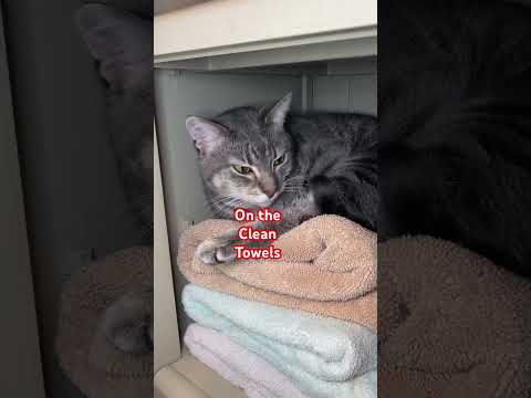 Greta Cat Hair on the Clean Towels #greta #catlife #catsofyoutube #funnycats #gretathecat #cute