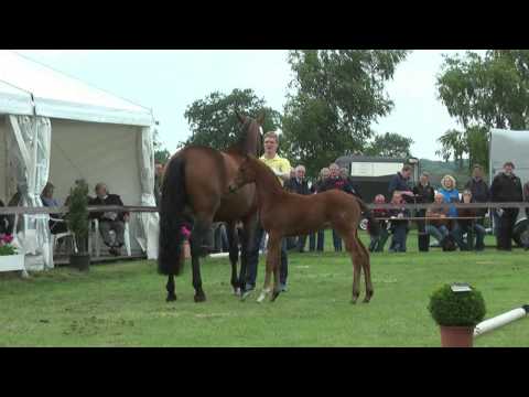 Sudweyher Fohlenschau 2013 - Kat.-Nr. 14