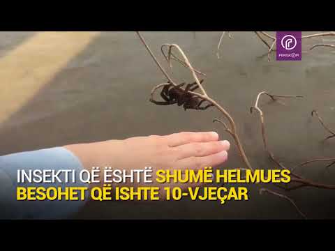 Kalimtarja e guximshme shpëtoi merimangën gjigante që po mbytej në ujë