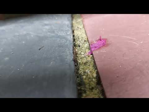 Nearby Bush Harboring Ants in Bridgewater, NJ