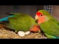 How to breed your lovebirds