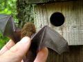 Pipistrelle bat in the hand