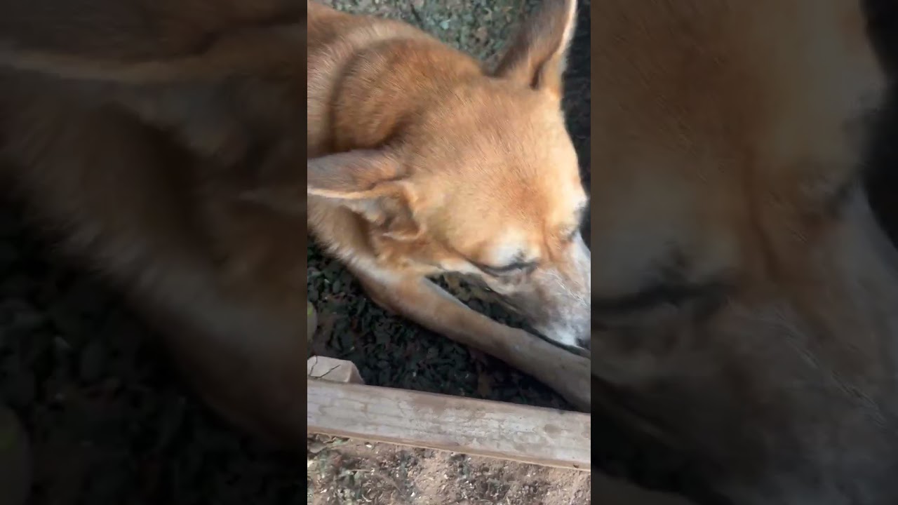 Enlarge Denny, a Adoptable mixed breed in Riverside, CA video 6/6