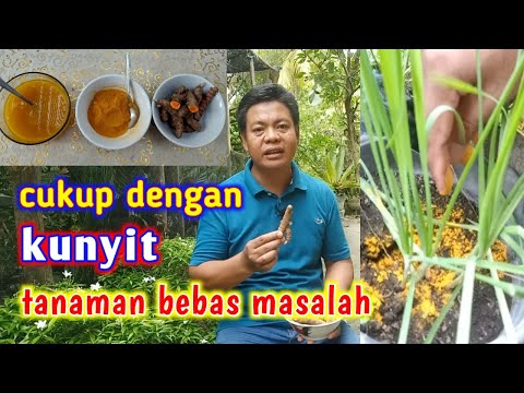 , title : '8 Manfaat Ajaib Kunyit Untuk Tanaman Yang Tak Terduga'