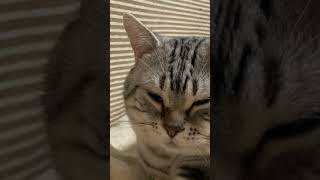 #cat#cute #ねこ