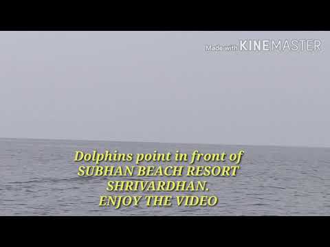 Dolphins Opposite Subhan beach resort