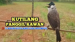 Download lagu Suara Burung KUTILANG GACOR Ampuh 100% Untuk Panggilan & Masteran Kutilang Lain Langsung Ikut Gacor mp3