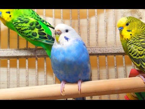 4 Hr Make Sad Parakeets Sing Playing This, Happy Budgies Chirping. Reduce Stress of lonely Birds