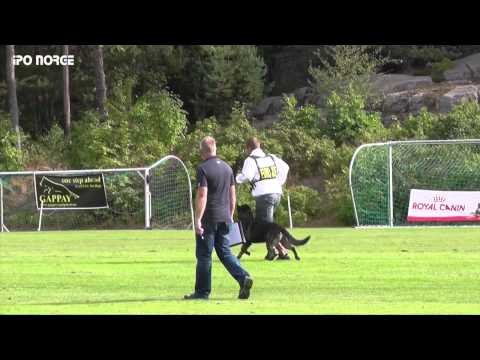 FCI NM IPO 2014 Torodd Vaage - Inox Van De Biezenhoeve - B