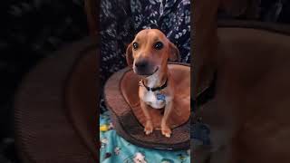 Video preview image #1 Chiweenie Puppy For Sale in Fresno, CA, USA