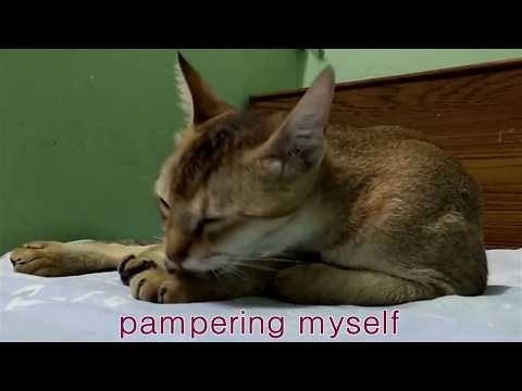 CAT LIFE | Pampering her self all day