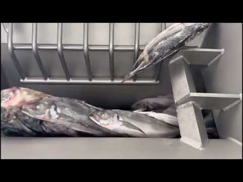 Frozen fish blocks video thumbnail