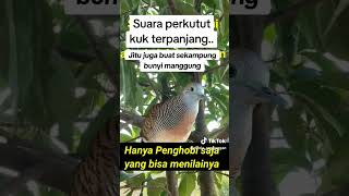 Download lagu Suara perkutut lokal terpanjang didunia mp3