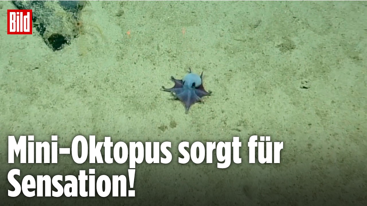 Sensation in der Tiefsee: Forscher entdecken Mini-Oktopus!