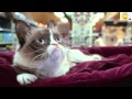 Grumpy Cat S Worst Christmas Ever 2014