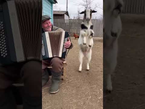 Vamos viendo a la cabrita síganme en Titok olv276 🫶🌼🐿️🐈🐿️💃