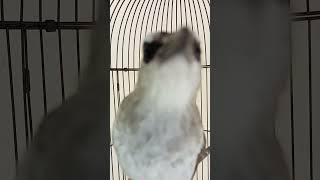 Download lagu BAKALAN IKUT BUNYI SEMUA❗❗❗SUARA BURUNG TRUCUKAN GACOR❗❗❗ mp3