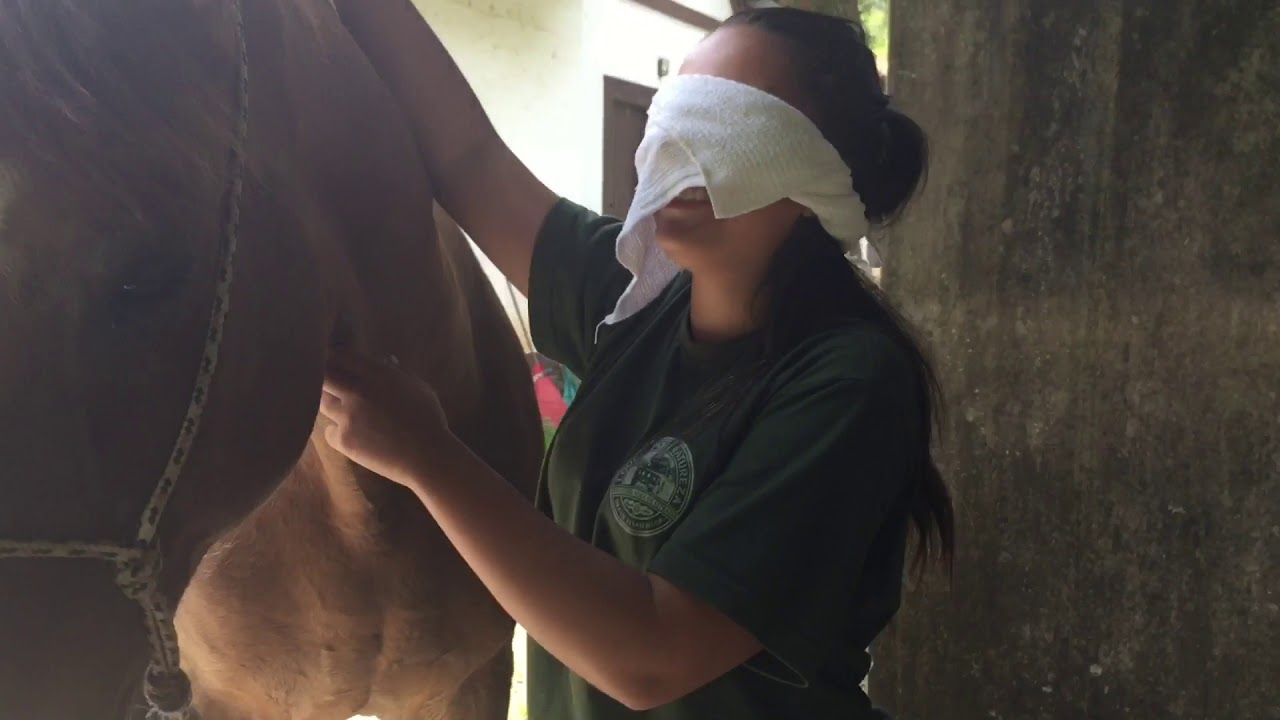 CxL - QUAL É O CAVALO