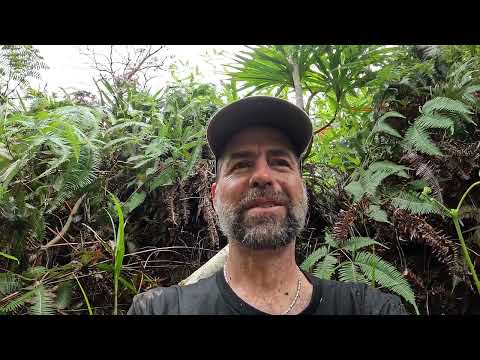 Searching for the rare and elusive Tahiti petrel (Pseudobulweria rostrata) in American Samoa.