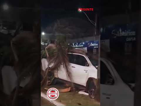 Motorista perde o controle da camionete, bate em coqueiros e abandona o veículo, em Rio Verde