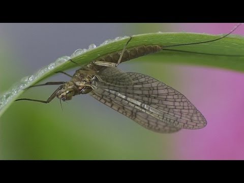 MollanMedia Showreel