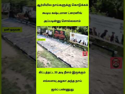 ​20 அடி தூரம் அசால்ட்டா ஜம்ப் பண்ணும் நாய்! 😱 Amazing Dog Jump #shorts