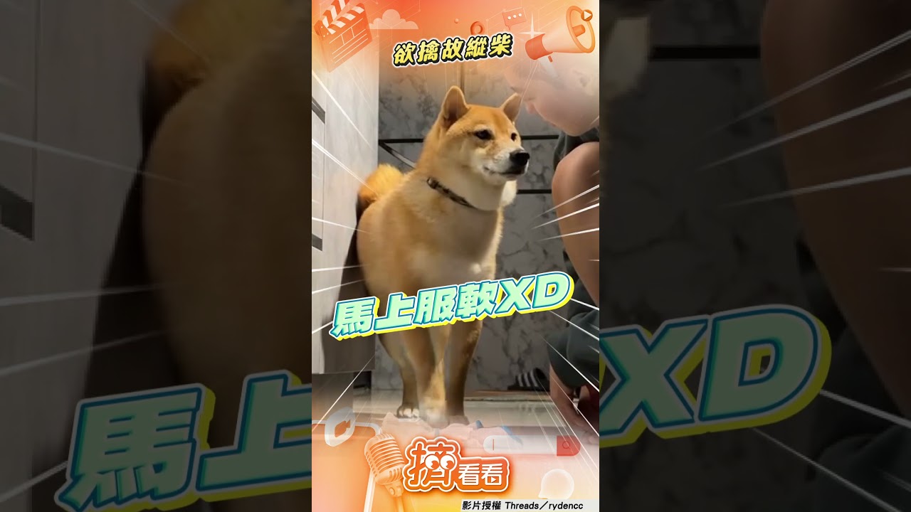 影音/柴柴遇擦腳低吼「呲牙裂嘴」 飼主氣撂1句秒「傲嬌妥協」
