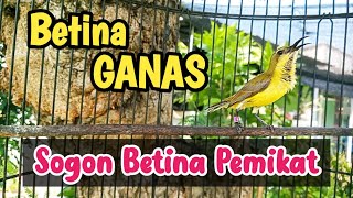 Download lagu SOGON BETINA PIKAT MEMANGGIL JANTAN AMPUH UNTUK PANCINGAN SOGON AGAR BUNYI CEPAT GACOR mp3 Download lagu SOGON BETINA PIKAT MEMANGGIL JANTAN AMPUH UNTUK PANCINGAN SOGON AGAR BUNYI CEPAT GACOR mp3
