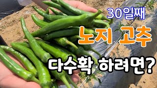 고추 정식 30일째 노지 고추 다수확 하려면 지금이 중요