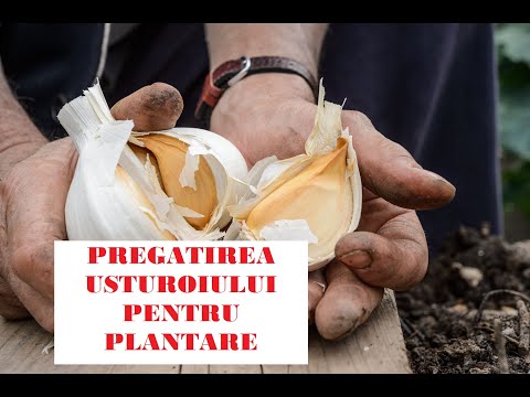, title : 'Plantarea usturoiului- cum alegem bulbii, cu ce îi tratăm împotriva bolilor, cum ii plantam'